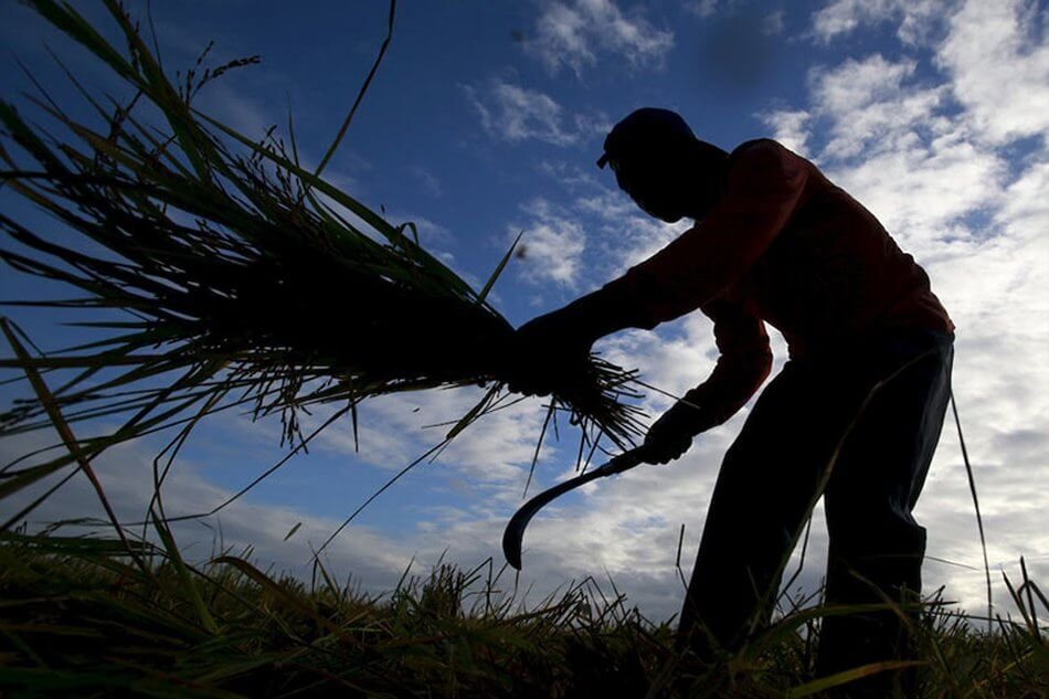 Invest Negros Occidental - Negros Sugarcane