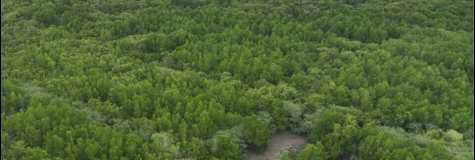 Cadiz City Mangrove Eco-Tourism Park