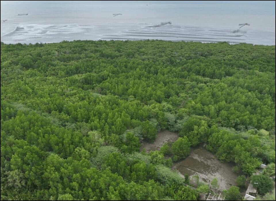 Cadiz City Mangrove Eco-Tourism Park